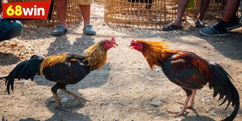 Bốn bí kíp nuôi gà đá giúp chiến kê khỏe và phát triển