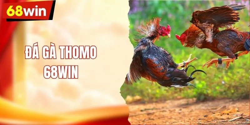 Đá Gà Thomo - Chảo Lửa Chọi Kê Kịch Tính Xanh Chín