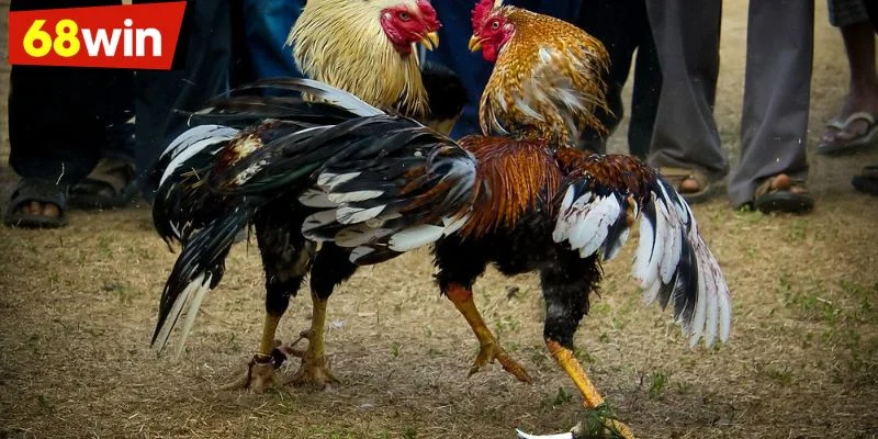 Một vài kinh nghiệm đá gà hữu ích